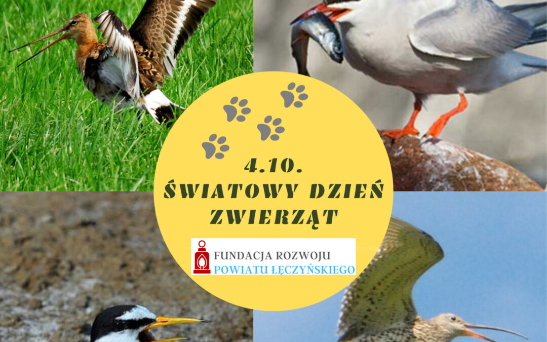 Światowy Dzień Zwierząt 4.10.